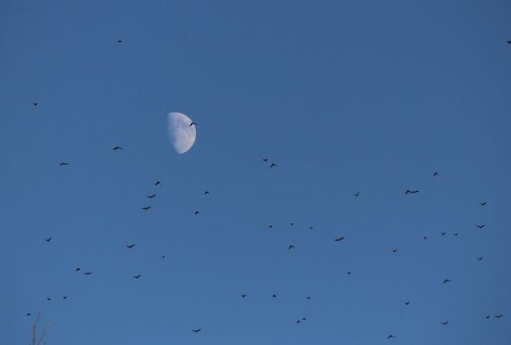 El clima espacial altera la migración nocturna de las aves clima espacial