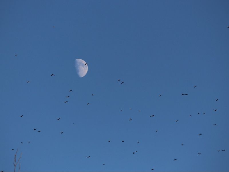 El clima espacial altera la migración nocturna de las aves clima espacial