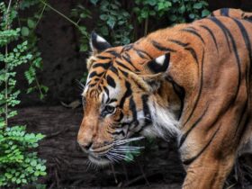 Descubriendo la Maravillosa Biodiversidad del Zoo Sierra de Madrid: Guía Completa zoo sierra de madrid