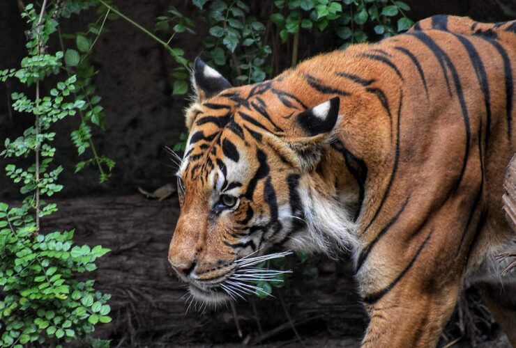 Descubriendo la Maravillosa Biodiversidad del Zoo Sierra de Madrid: Guía Completa zoo sierra de madrid