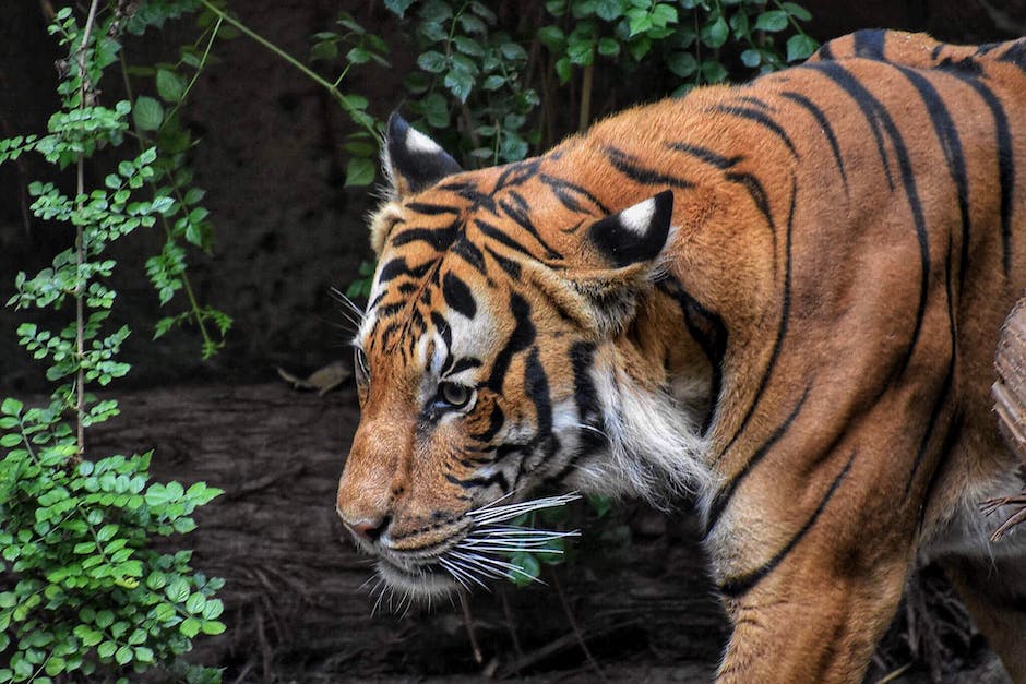 Descubriendo la Maravillosa Biodiversidad del Zoo Sierra de Madrid: Guía Completa zoo sierra de madrid