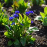 me cago en esos rumanos letra