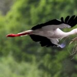sierra de guadalix madrid