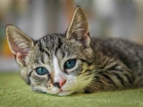 8 productos que debes mantener alejados de tus mascotas gato european shortair