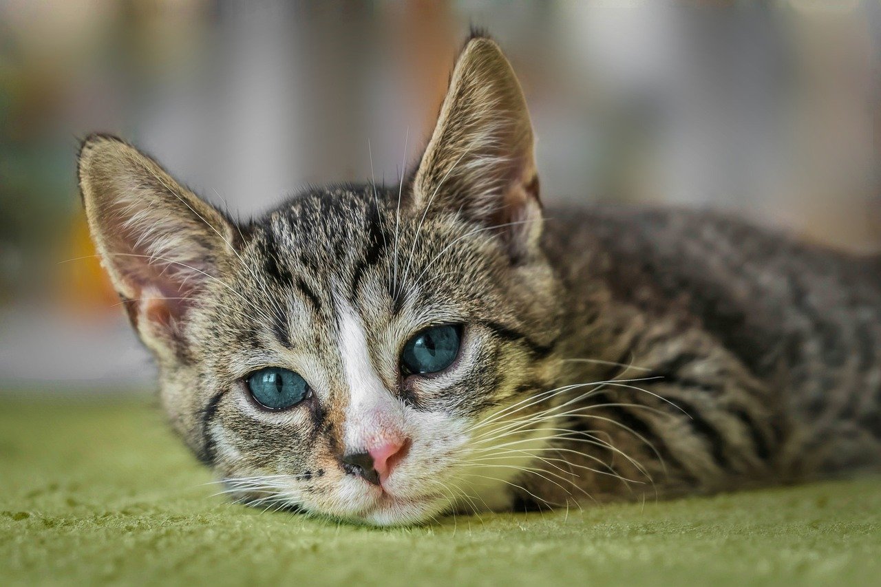 8 productos que debes mantener alejados de tus mascotas gato european shortair