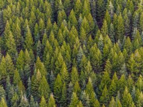 Baños de bosque en la Sierra de Madrid: la terapia natural que necesitas Persona caminando entre árboles en un bosque