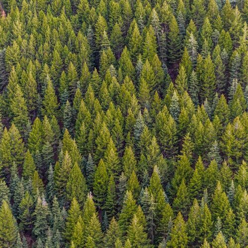Baños de bosque en la Sierra de Madrid: la terapia natural que necesitas Persona caminando entre árboles en un bosque