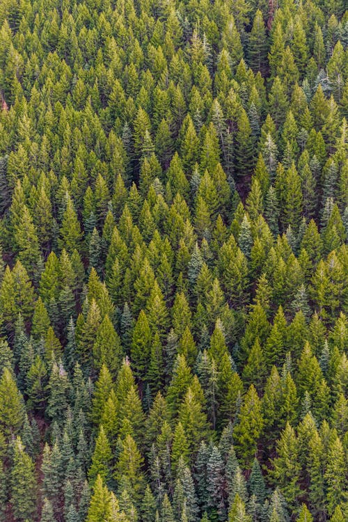 Baños de bosque en la Sierra de Madrid: la terapia natural que necesitas Persona caminando entre árboles en un bosque